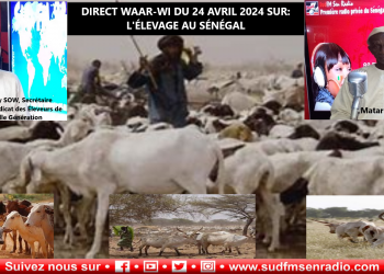 SUD FM DIRECT WAAR-WI DU 24 AVRIL 2024 SUR L’ ÉLEVAGE AU SÉNÉGAL AVEC DJIBY AMADY SOW, ALIAS BEN LADEN, S.G. DU S.E.N.G. (Syndicat des Éleveurs de la Nouvelle Génération).