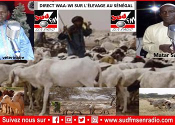DIRECT WAAR-WI DU 29 MAI 2024 SUR L’ ÉLEVAGE AU SÉNÉGAL AVEC MACTAR SALL, ISSA KANE ET DEMBA NAR.